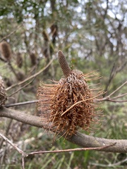 Banksia spinulosa