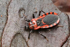 Haematoloecha nigrorufa