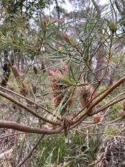 Banksia spinulosa