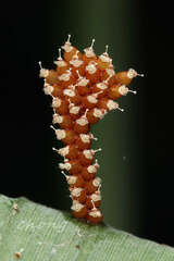 Epidaus