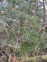 Banksia spinulosa