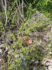 Lantana involucrata
