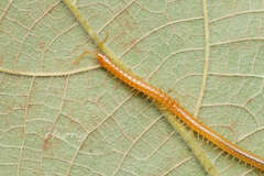 Geophilidae
