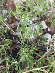 Stylosanthes