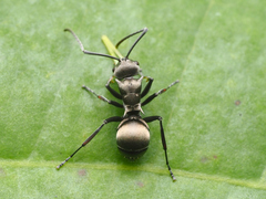 Myrmhopla