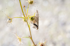 Drosera auriculata