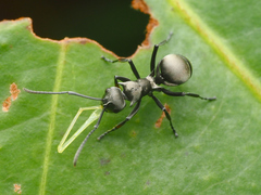 Myrmhopla