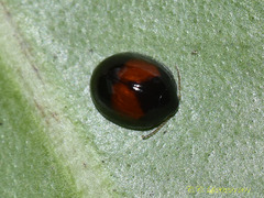 Argopistes coccinelliformis