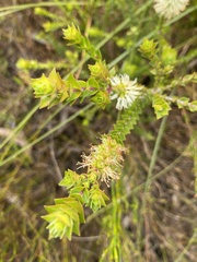 Melaleuca squarrosa