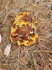 Phaeolus schweinitzii