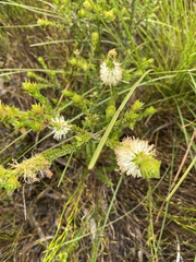 Melaleuca squarrosa