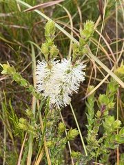 Melaleuca squarrosa