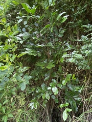 Dysoxylum