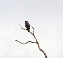 Buteo solitarius