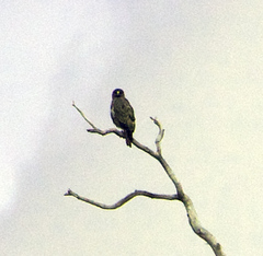 Buteo solitarius