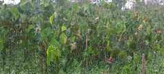 Montrichardia linifera