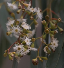 Eucalyptus largiflorens
