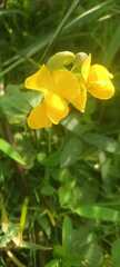 Arachis pintoi
