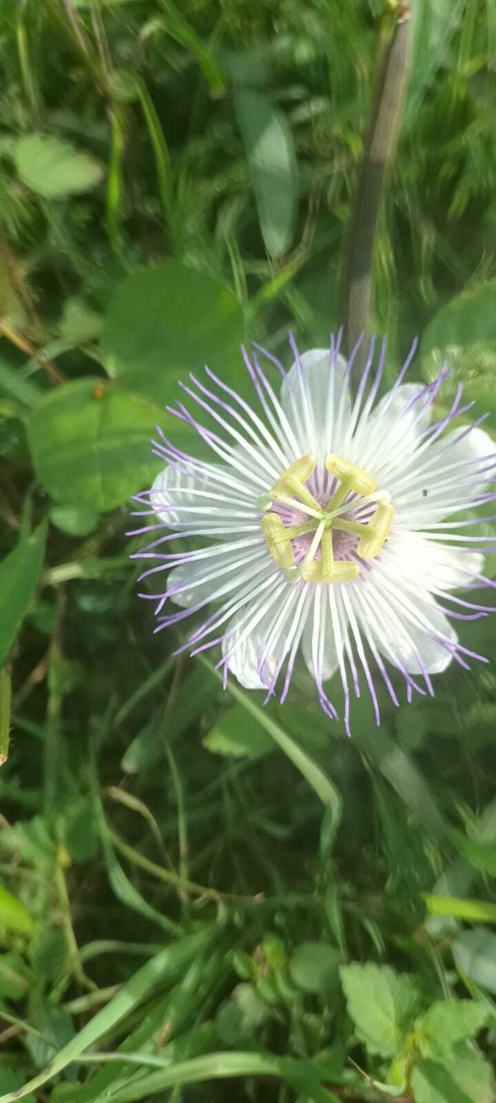 Passiflora foetida