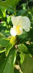 Costaceae