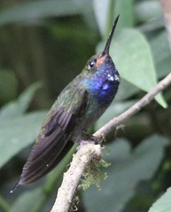 Urochroa bougueri