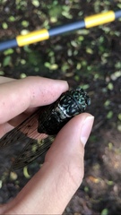 Hyalessa maculaticollis