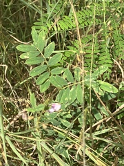 Tephrosia cinerea
