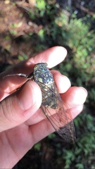 Hyalessa maculaticollis
