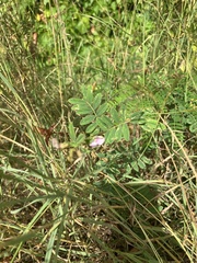 Tephrosia cinerea