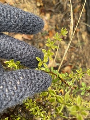 Galium cliftonsmithii