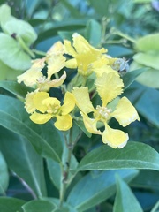 Callaeum macropterum