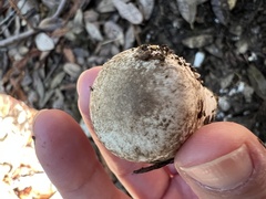 Leucoagaricus barssii