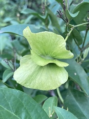 Callaeum macropterum