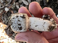 Leucoagaricus barssii