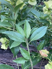 Callaeum macropterum