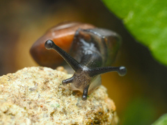Quantula striata