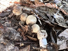Leucoagaricus barssii