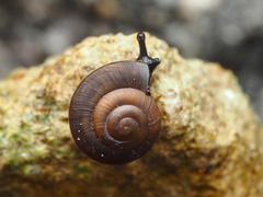 Quantula striata