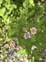 Lantana involucrata