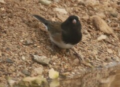 Junco hyemalis montanus