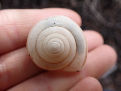 Helminthoglypta walkeriana