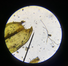 Racomitrium pacificum