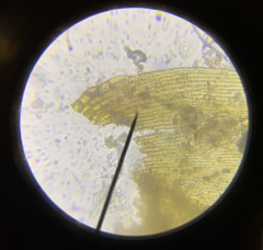 Racomitrium pacificum