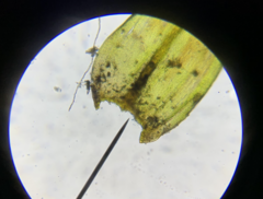Racomitrium pacificum
