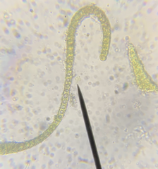 Racomitrium pacificum