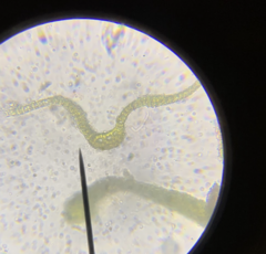 Racomitrium pacificum