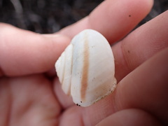 Helminthoglypta walkeriana