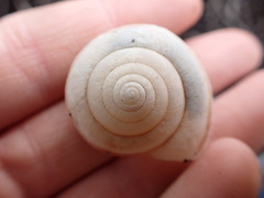 Helminthoglypta walkeriana