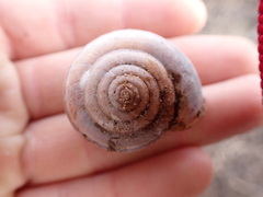 Helminthoglypta walkeriana