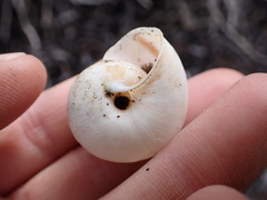Helminthoglypta walkeriana